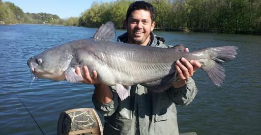 Blue Catfish