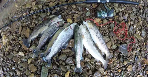 Trout