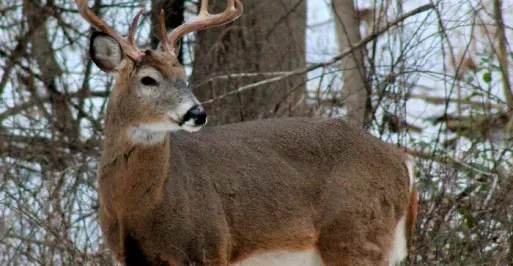 Deer