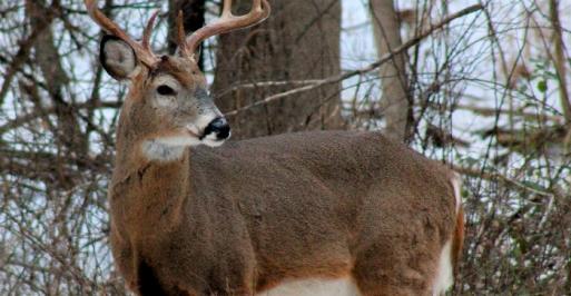 Deer