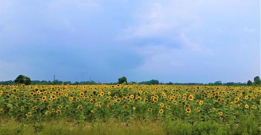 Maryland’s Dove Season
