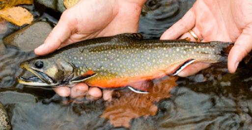 Hands holding a trout above a stream