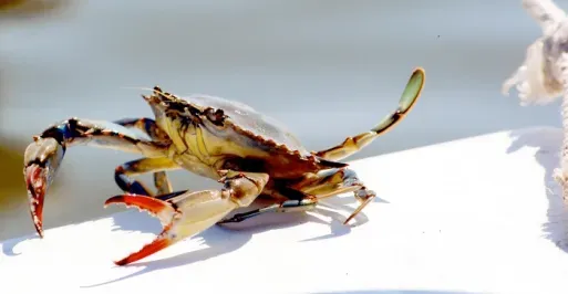 Crab