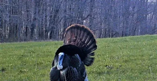 Turkey