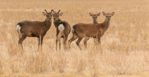 Sika Deer
