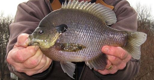 Winter Panfish