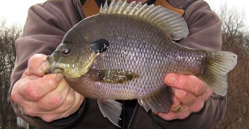 Winter Panfish