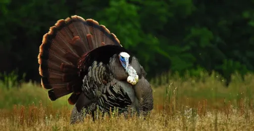 Turkey