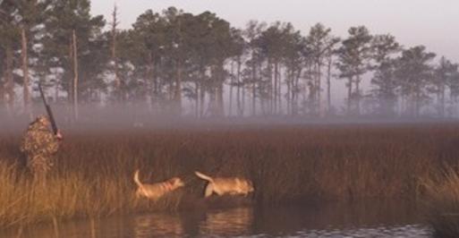 Two hunting dogs walking along a stream