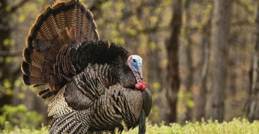 Fall Turkey Season