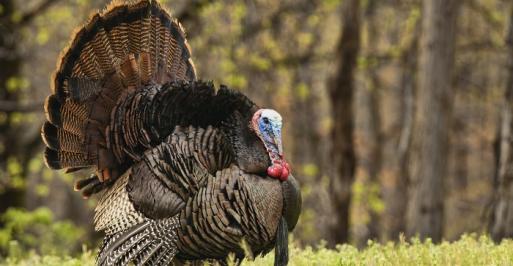 Fall Turkey Season