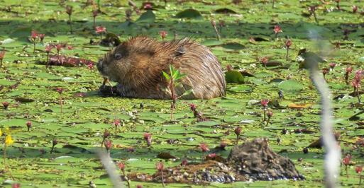 Muskrat in the water surrounded by water lilies