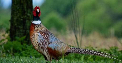 Pheasant