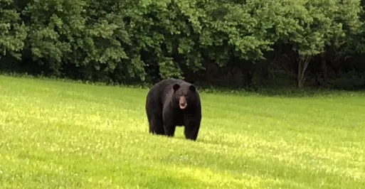 Bear