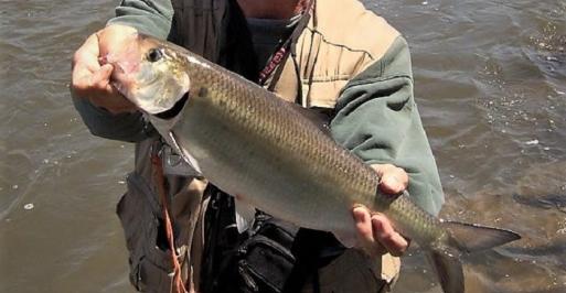 Hickory Shad