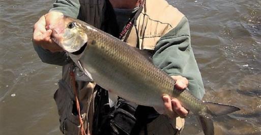 Hickory Shad