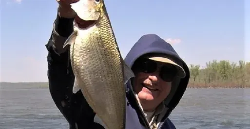 Hickory Shad