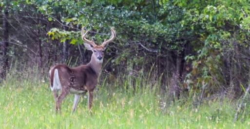 Large buck standing in a field