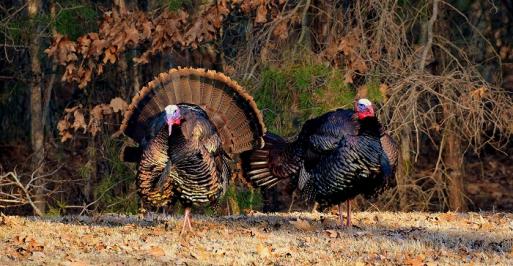 Spring Turkey Season
