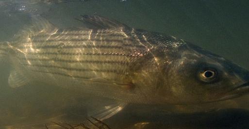 Striped bass swimming in shallow water