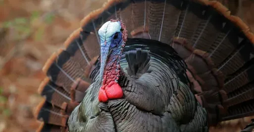 Spring Turkey