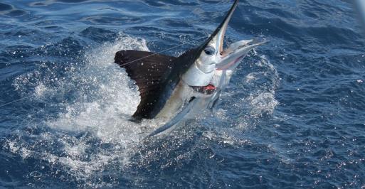 white marlin