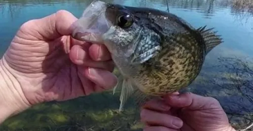 Hands holding a crappie