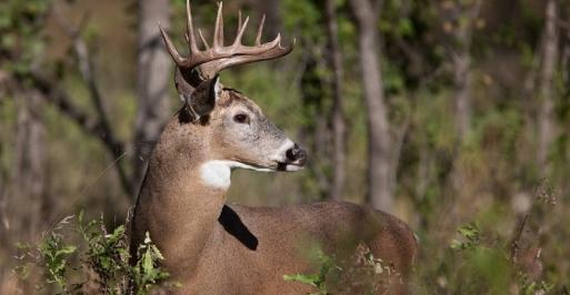 Deer in Western Maryland