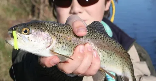Trout and Perch
