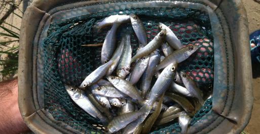 Net full of striped bass