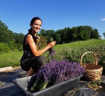 Soleado Lavender Farm  Photo