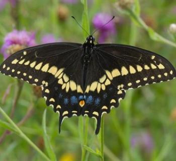 A black swallowtail butterfly feeds in a garden of purple flowers.  Photo