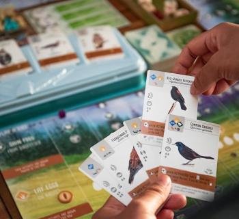 A player looks at bird cards for the Wingspan game.  Photo