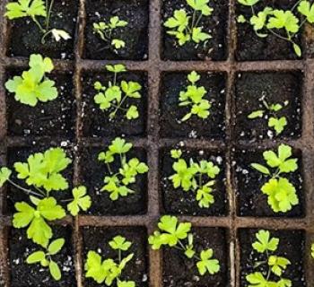 Come learn about herb gardening and go home with Calendula and Temperate Tulsi seedlings! Photo
