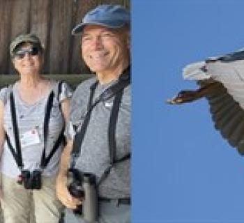 Black-crowned Night-Heron Photo
