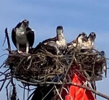 Ospreys in Nest Photo