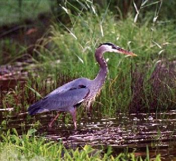 Deal Island Wildlife Management Area Photo