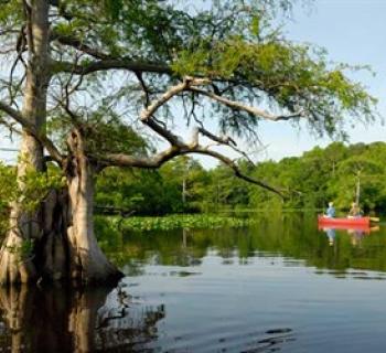 Nassawango Creek Preserve Photo
