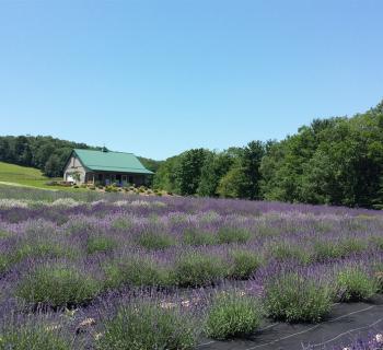 Deep Creek Lavender Farm Photo