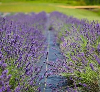 Soleado Lavender Farm Photo