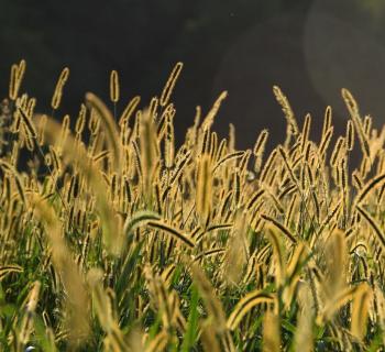 Dickerson Conservation Park Photo