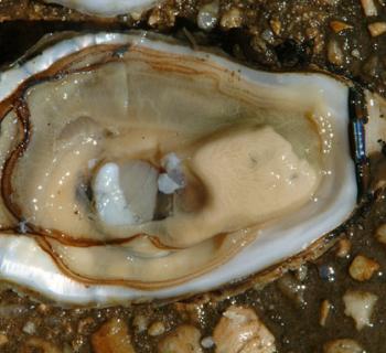 Oyster life-cycle process Photo