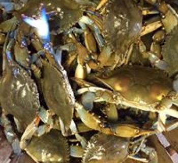 Bushel of crabs Photo