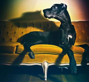 Great Dane portrait Photo