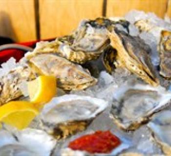 Oysters on ice Photo