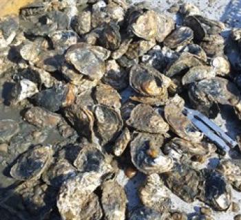 Oysters Photo