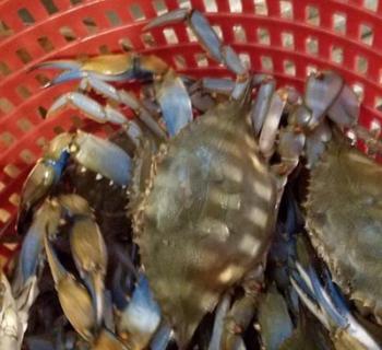 crabs Photo