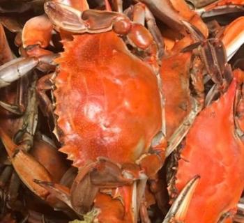 Crabs Photo