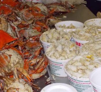 Crab meat Photo