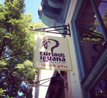 Curious Iguana Photo